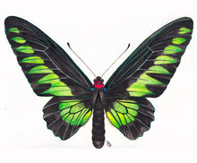 Load image into Gallery viewer, Original painting of the Rajah Brooke's birdwing