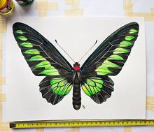 Load image into Gallery viewer, Original painting of the Rajah Brooke's birdwing
