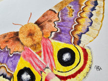 Load image into Gallery viewer, Original Painting of the Io moth

