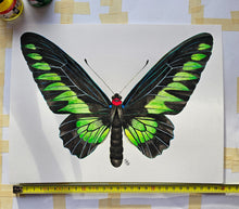 Load image into Gallery viewer, Original painting of the Rajah Brooke's birdwing
