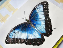 Load image into Gallery viewer, Original Painting of the Blue Morpho Butterfly

