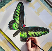 Load image into Gallery viewer, Original painting of the Rajah Brooke's birdwing
